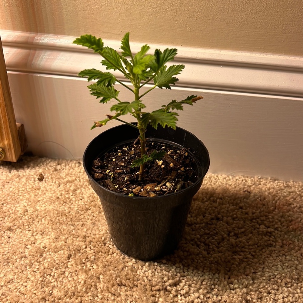 Live Citronella plant in 3” pot